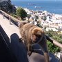 Magoty na wolnoÅci w Gibraltarze